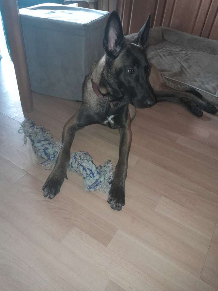 Hundetreffen-Hunde Begegnungen lerne, danach vielleicht spielen-Profilbild