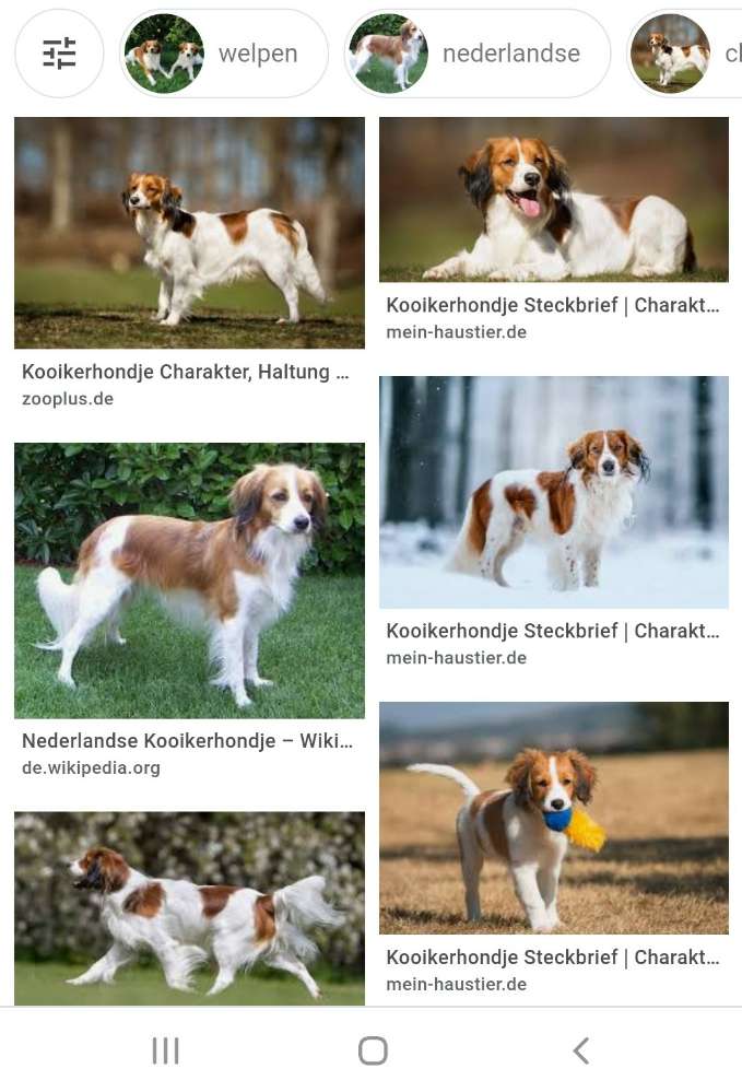 Hundetreffen-Suchen Hundefreund mit Kooikerhondje-Profilbild