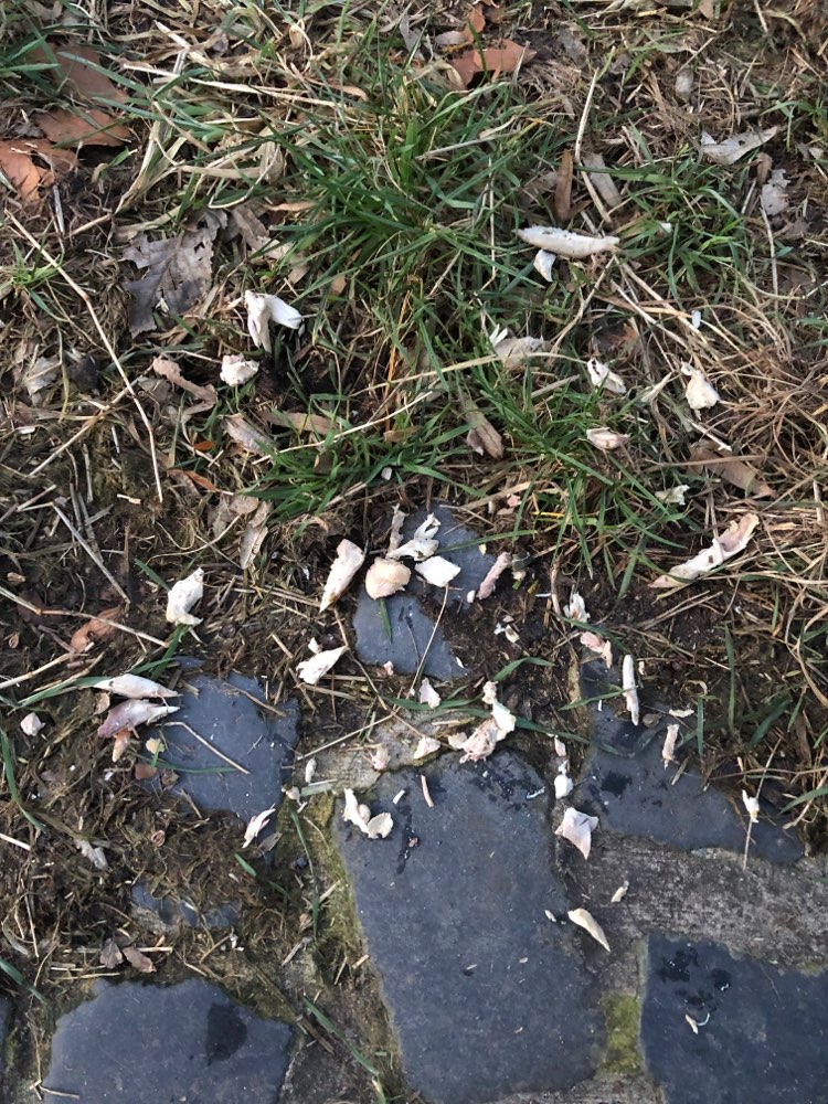 Giftköder-Gegartes Geflügelfleisch in kl. Stücken-Profilbild