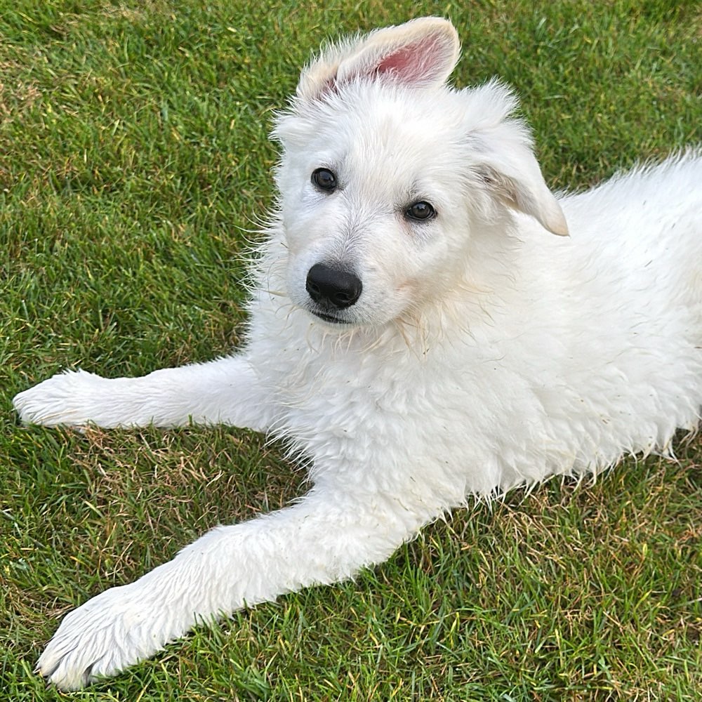 Hundetreffen-Welpentreffen für unseren Thanos im Unterallgäu-Profilbild