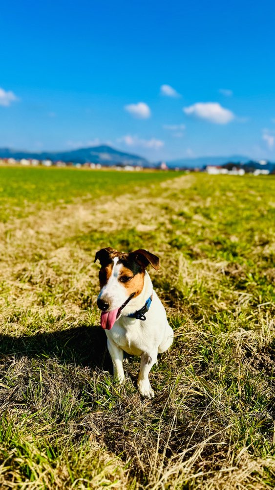 Hundetreffen-Gemeinsame Spaziergänge und Spielerunden-Profilbild