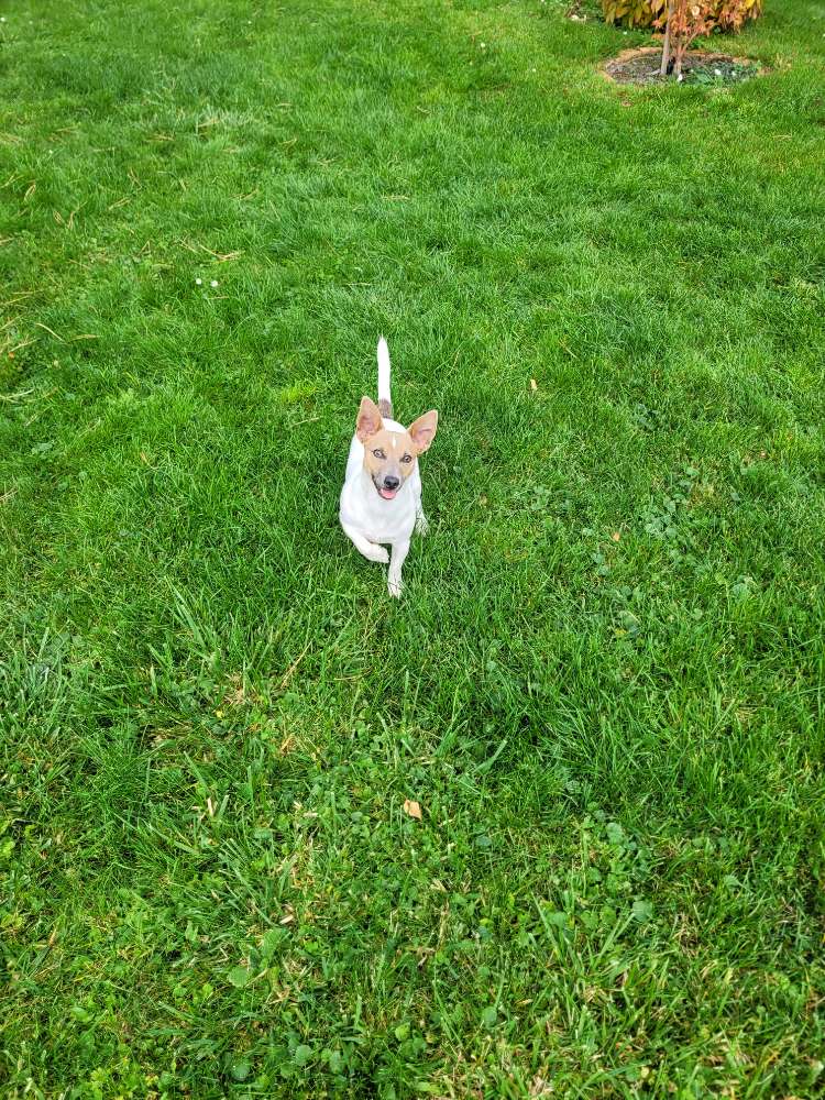 Hundetreffen-Gassirunde-Profilbild