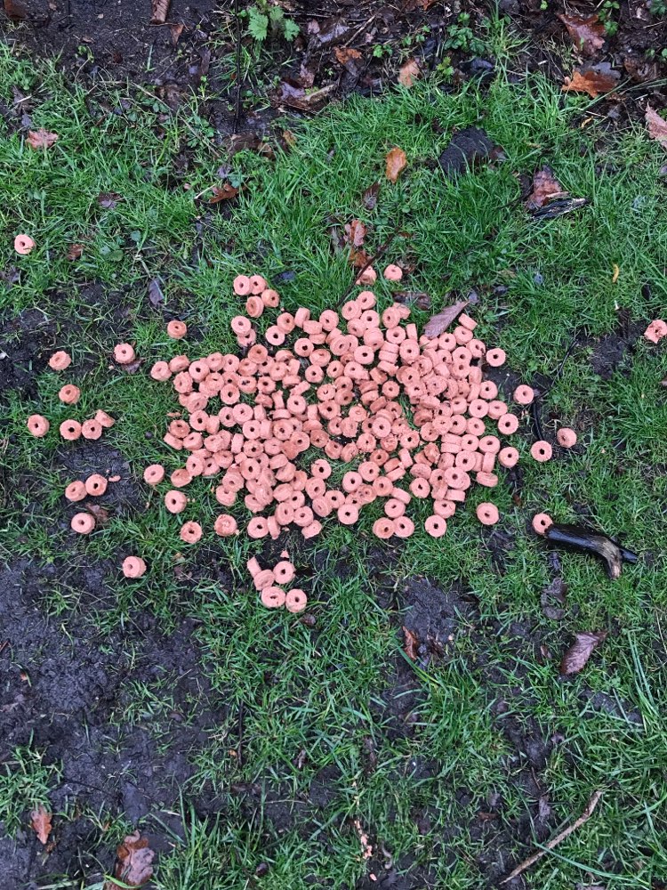 Giftköder-Trockenfutter ausgelegt-Profilbild