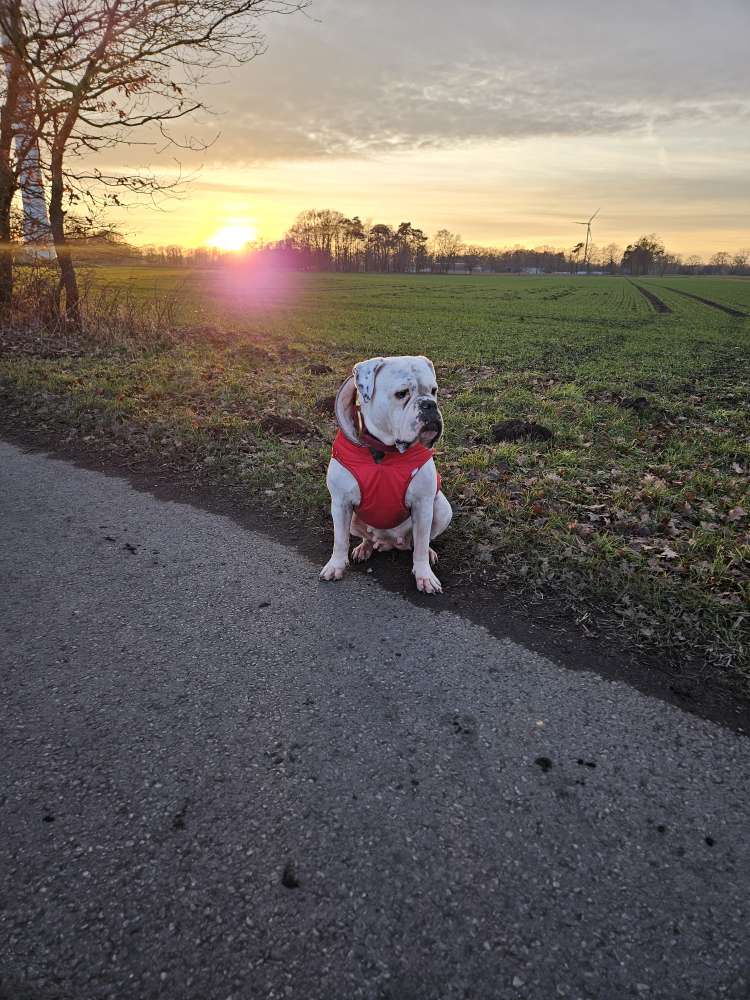 Hundetreffen-Wir suchen einen Hundefreund/eine Hundefreundin für gemeinsame Spaziergänge-Profilbild