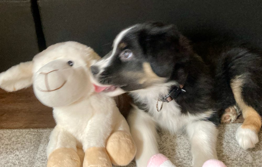 Hundetreffen-Welpenspielen-Profilbild