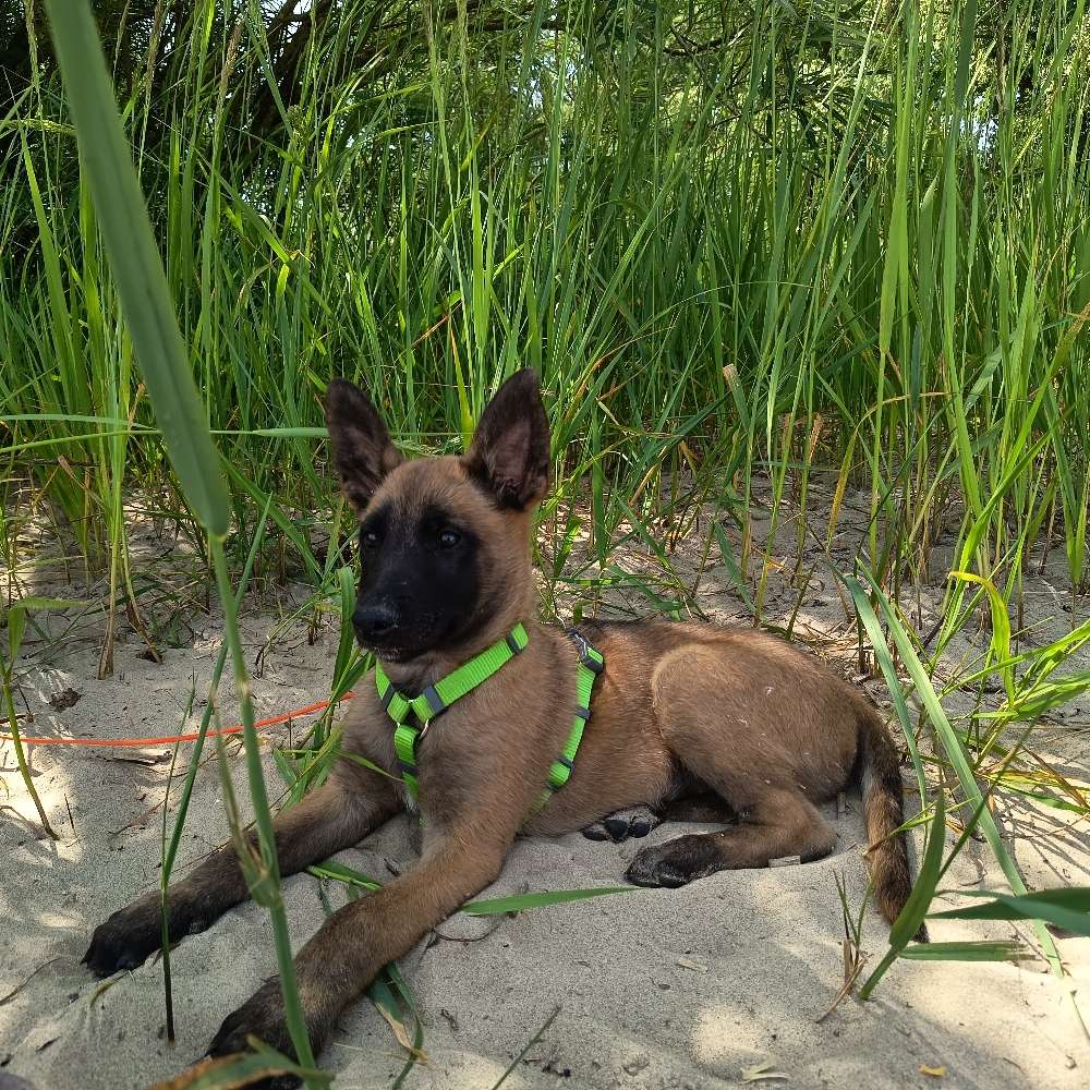 Hundetreffen-Welpentreffen-Profilbild