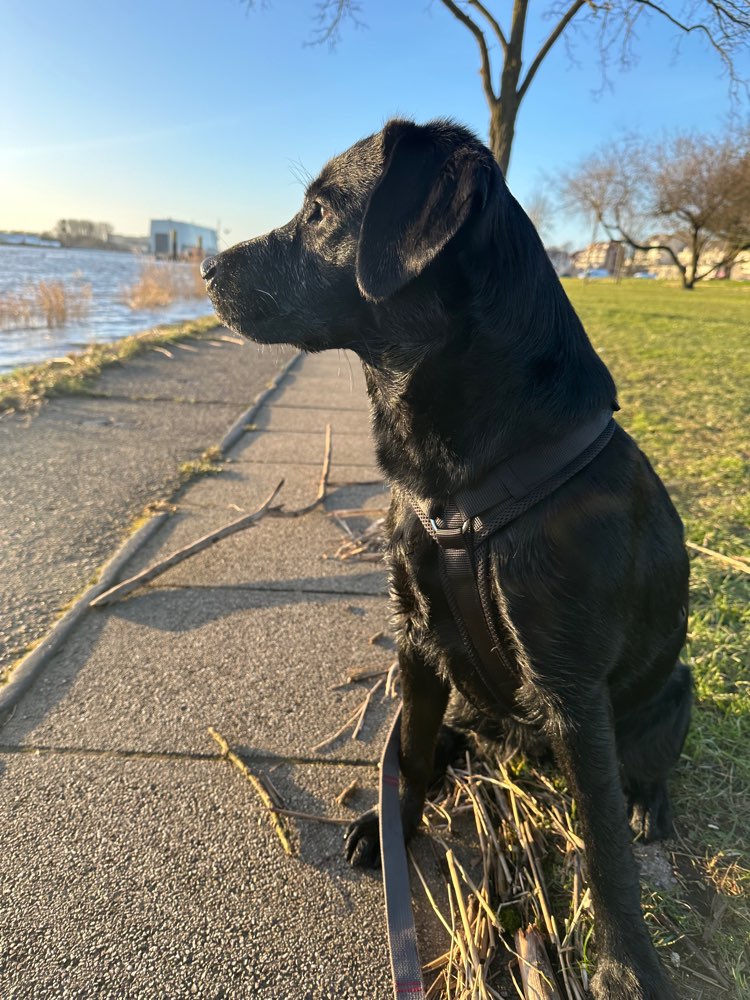 Hundetreffen-Mo sucht neue Freunde zum Spaziergang-Profilbild