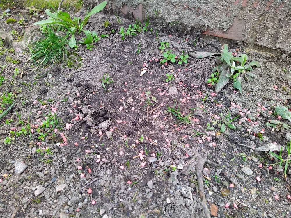 Giftköder-Vermutlich Rattengift gestreut-Profilbild