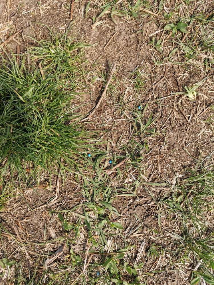 Giftköder-Blaukorn ausgestreut-Profilbild