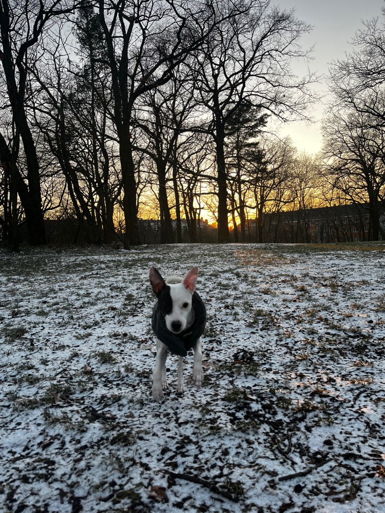 Hundetreffen-Treffen für sehr verspielte Hunde in Köpenick-Profilbild