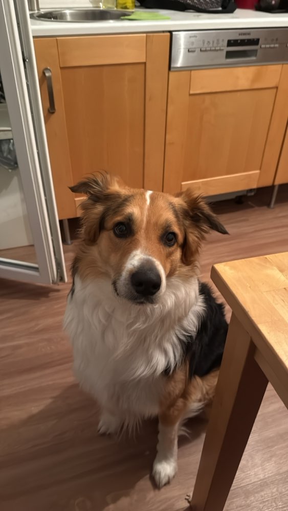 Hundetreffen-Hundebegegnungen üben-Profilbild