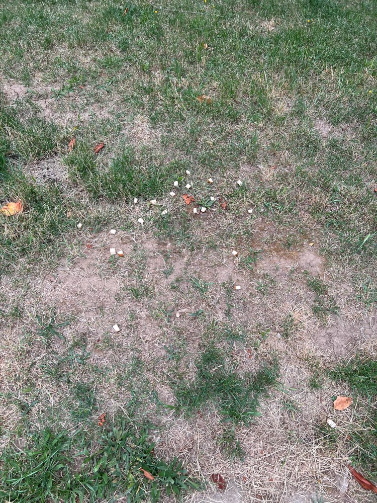 Giftköder-Brot verteilt-Profilbild