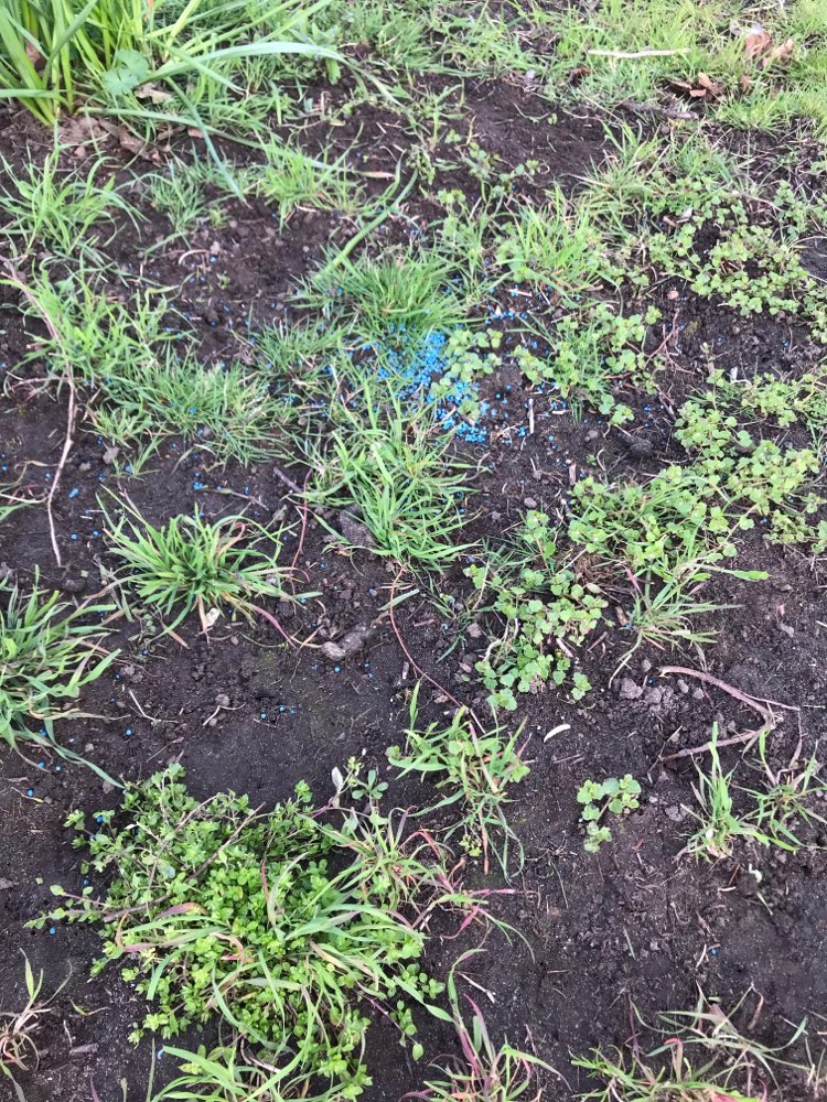 Giftköder-Giftköder in Düsseldorf Unterbilk/Hafen-Profilbild