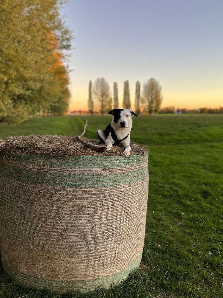 Hundetreffen-Spaziergänge, Spieltreffen & Übungseinheiten-Profilbild