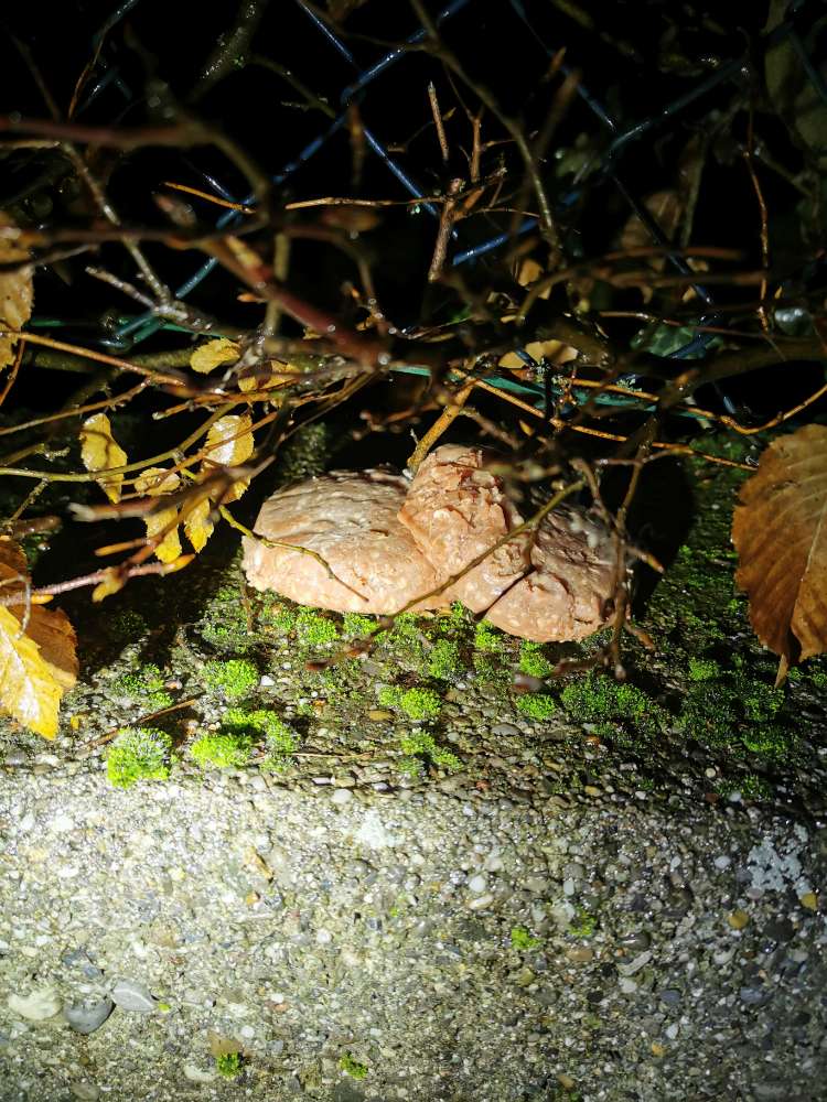 Giftköder-Giftköder-Profilbild