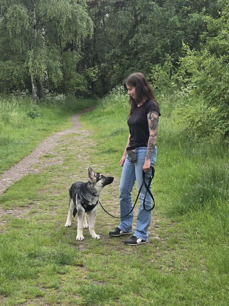 Hundetreffen-Training-Profilbild