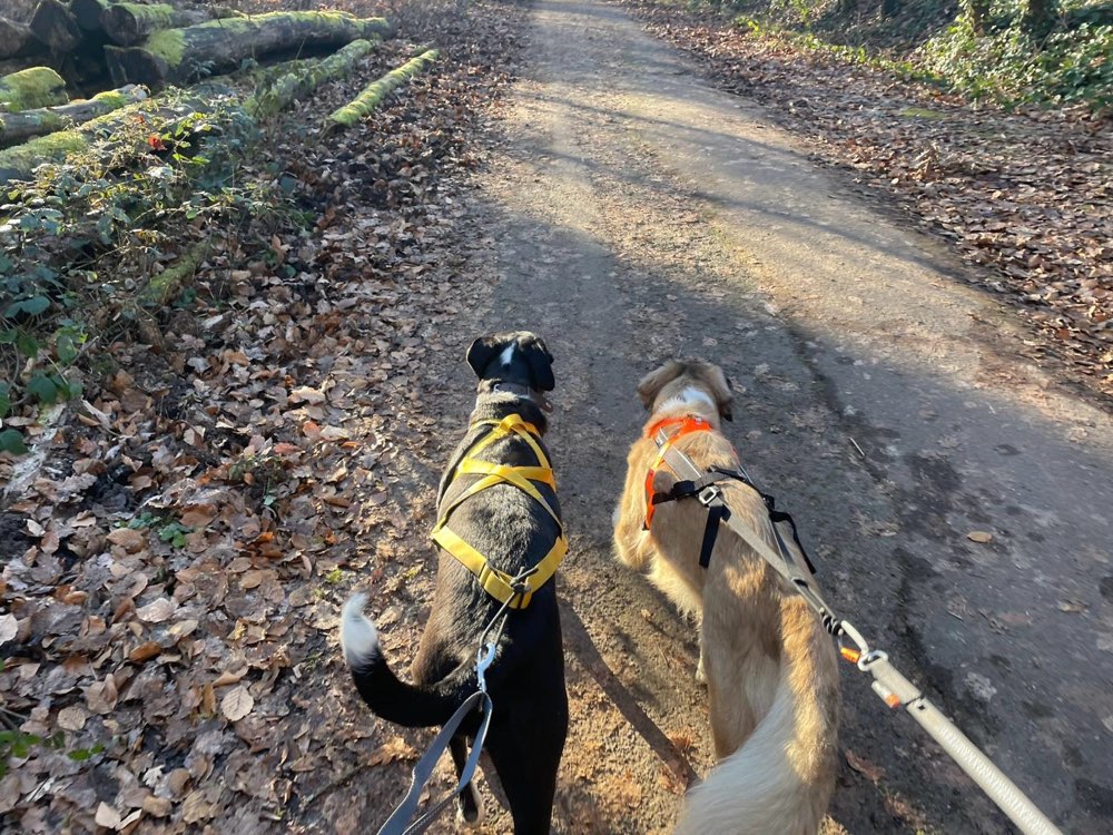 Hundetreffen-Laufpartner mit Hund gesucht-Profilbild