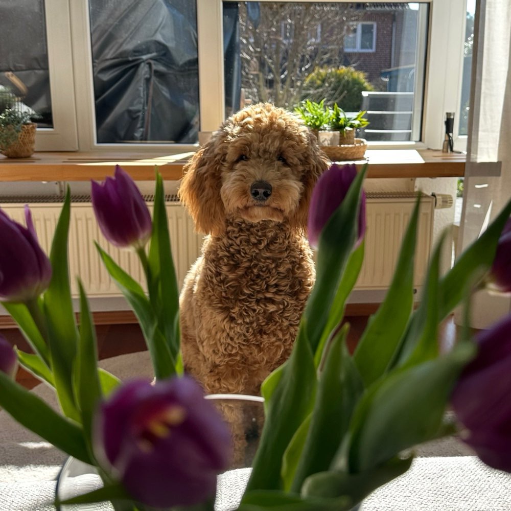 Hundetreffen-Social Walk und Training von Hundebegegnungen an der Leine-Profilbild