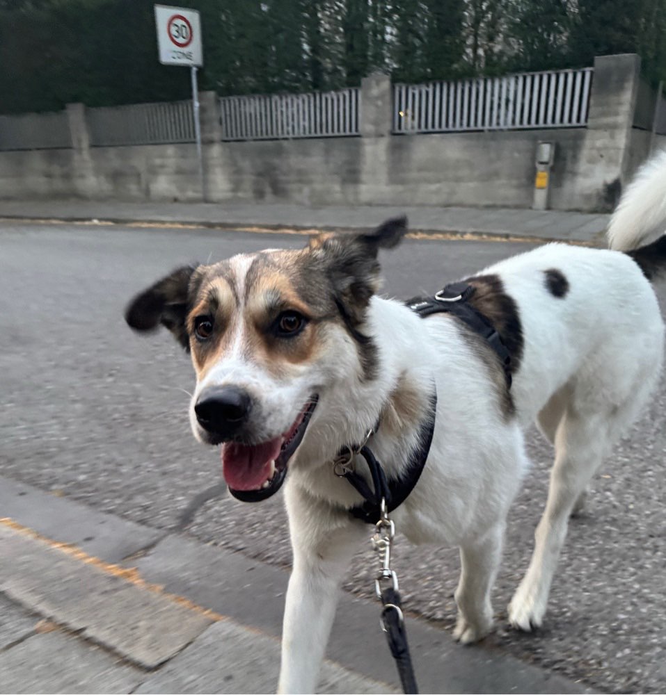 Hundetreffen-Gassi-, Spiel- und Trainingstreffen-Profilbild