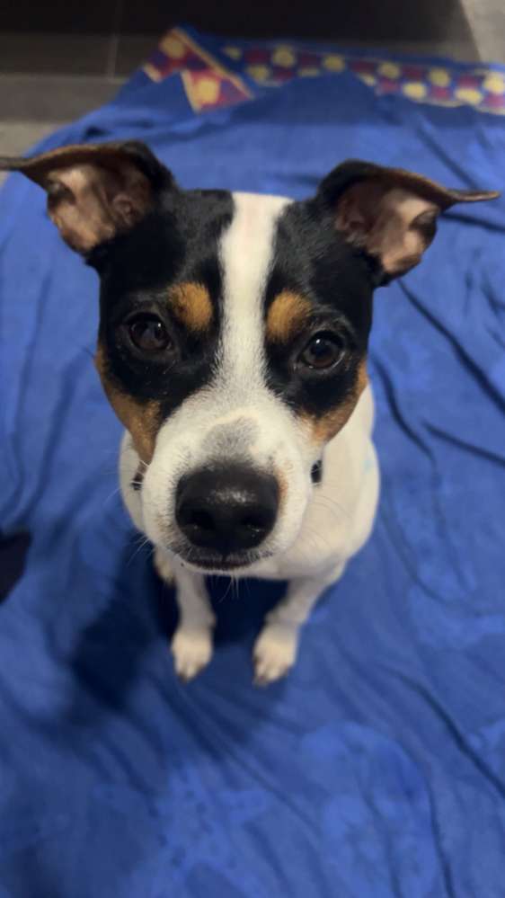 Hundetreffen-Kumpel zum Spielen gesucht-Profilbild