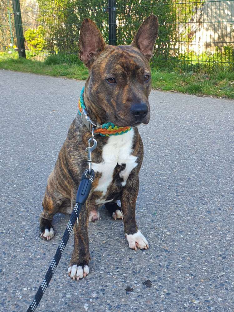 Hundetreffen-Gassi und Spielen-Profilbild