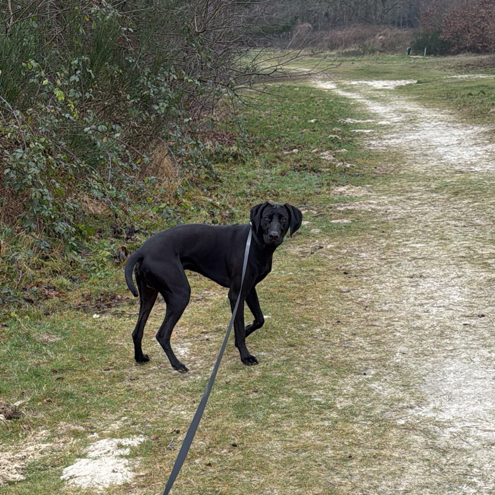 Hundetreffen-Gassi Runde-Profilbild