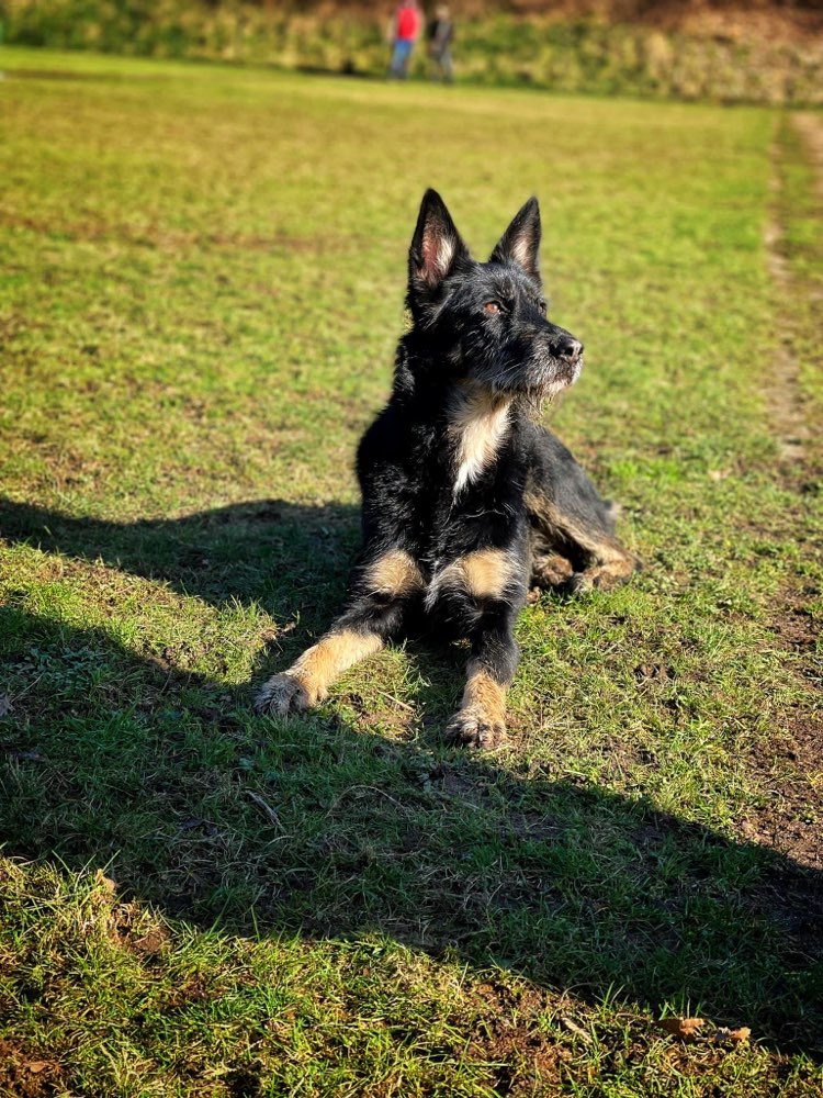 Hundetreffen-Spielfreund und Spazierfreund gesucht-Profilbild