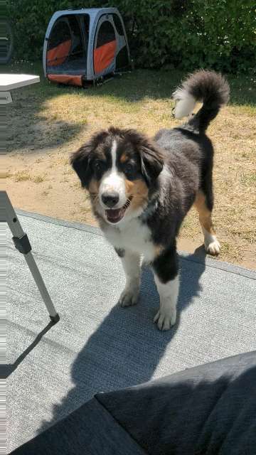 Hundetreffen-Spazierengehen und gemeinsam spielen/toben-Profilbild