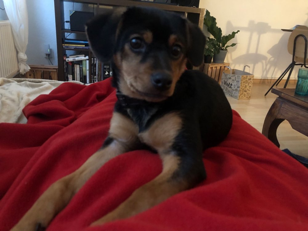 Hundetreffen-Playdate for puppy!-Profilbild