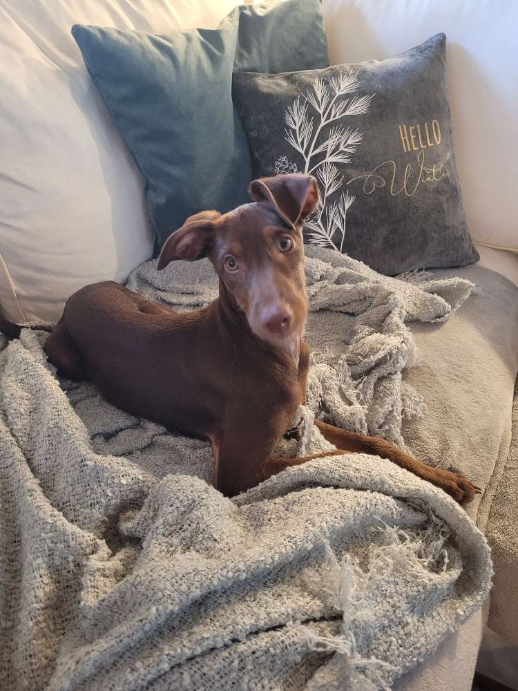 Hundetreffen-Spielkumpel gesucht-Profilbild