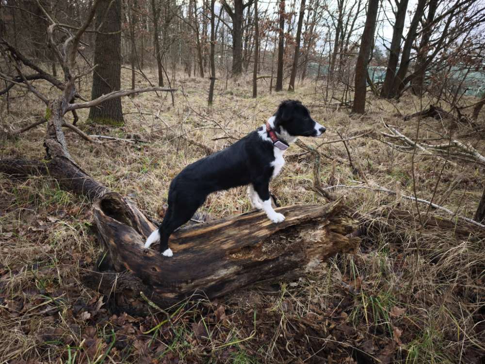 Hundetreffen-Hundefreunde gesucht-Profilbild