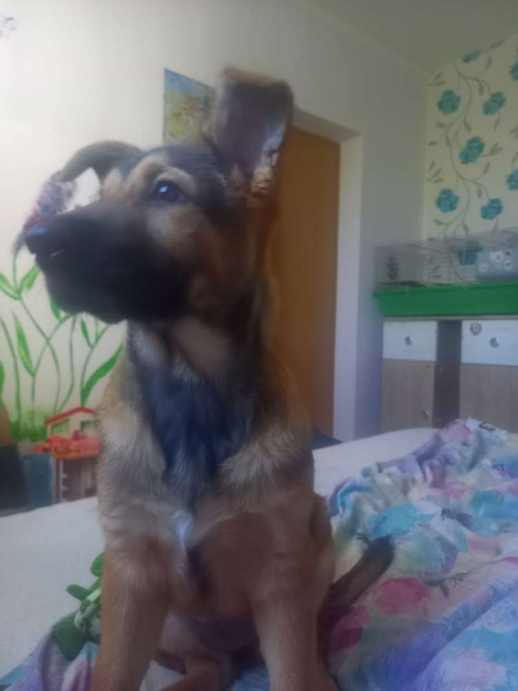 Hundetreffen-Gassirunden in pirna-Profilbild