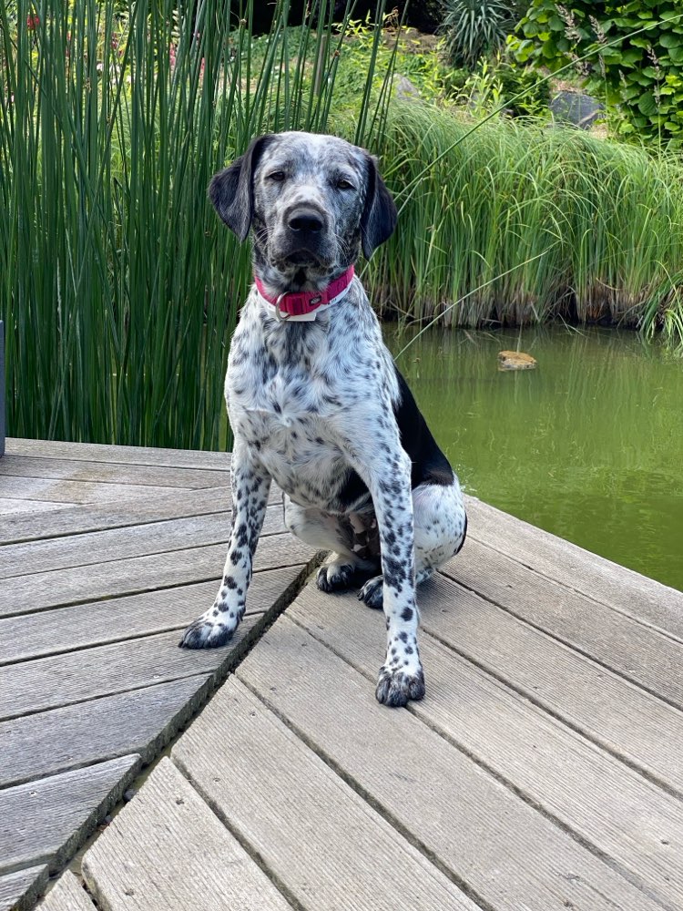 Hundetreffen-Gartenbesucher zum Toben gesucht-Profilbild