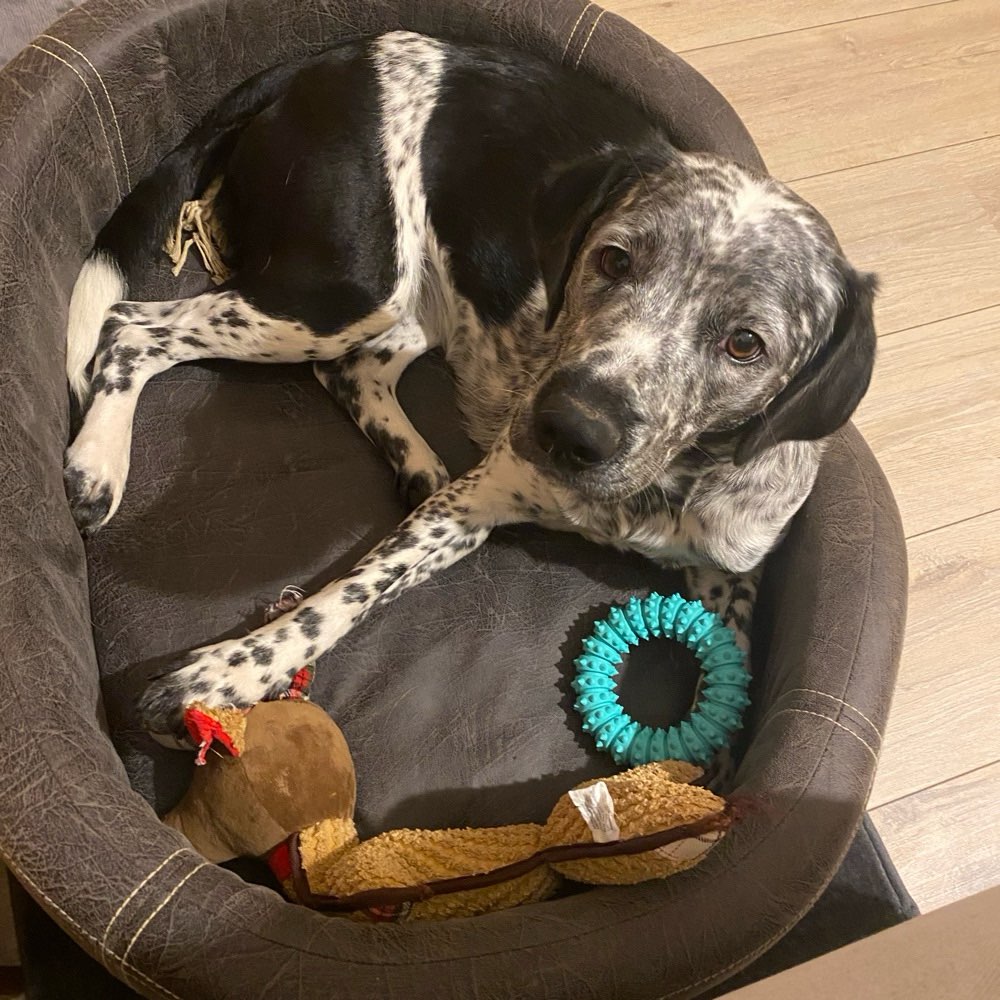 Hundetreffen-Hundefreund*in für gegenseitige Betreuung gesucht-Profilbild