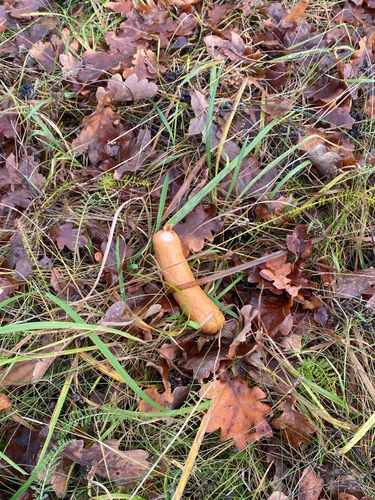 Giftköder-Mehrere versteckte Würste gefunden-Profilbild
