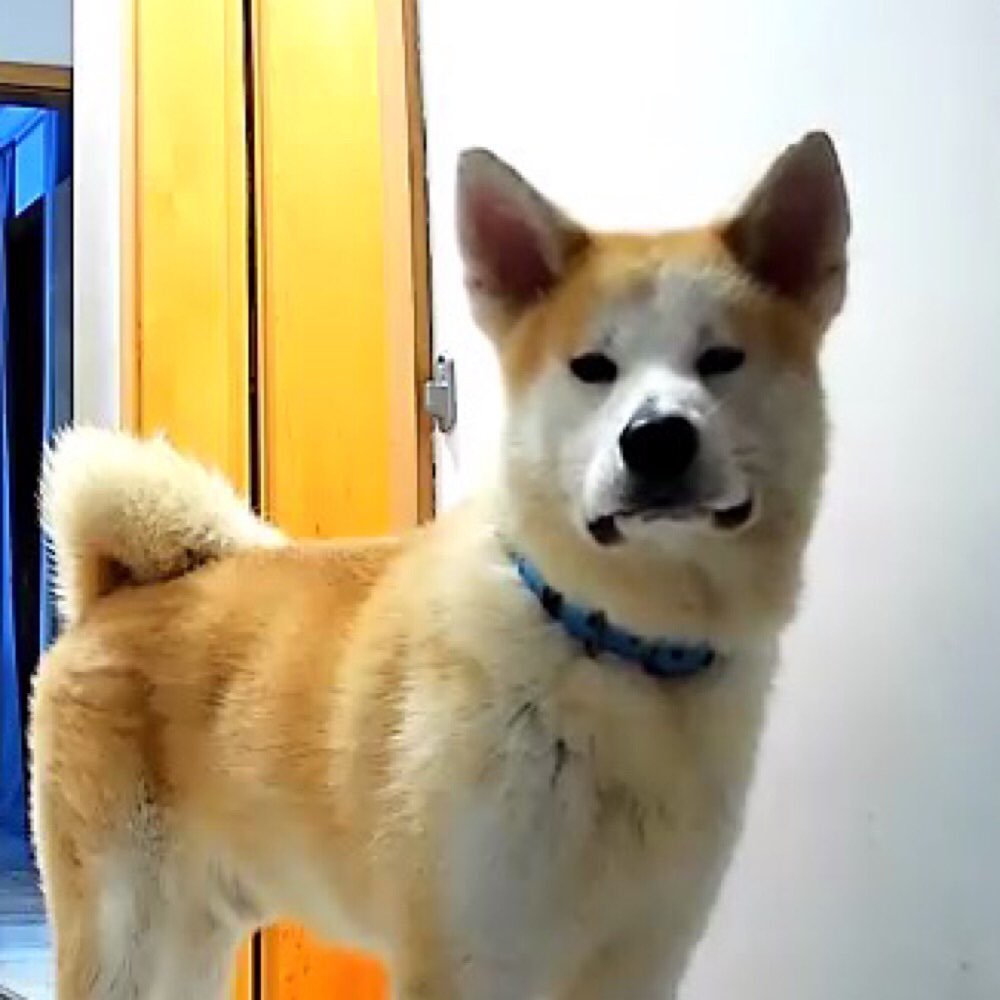 Hundetreffen-spielkameraden gesucht-Profilbild