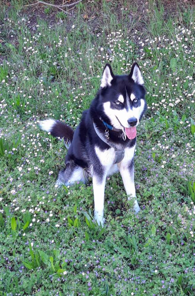 Hundetreffen-Husky-Spielkamerad/in gesucht-Profilbild