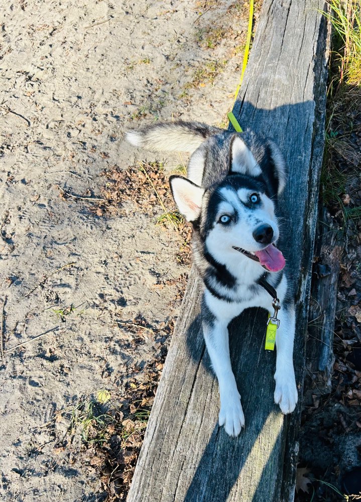 Hundetreffen-Spielpartner*in für einjährige Huskydame-Profilbild