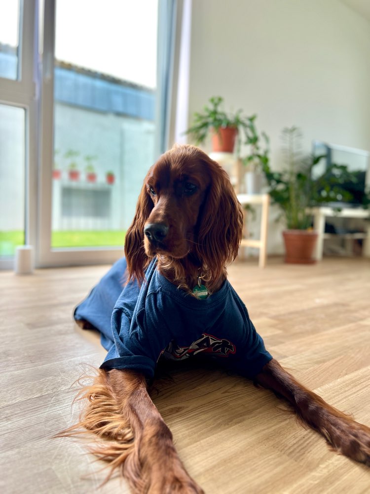 Hundetreffen-Settertreff!-Profilbild