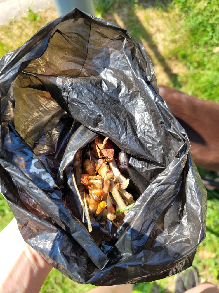 Giftköder-Hendlknochen-Profilbild