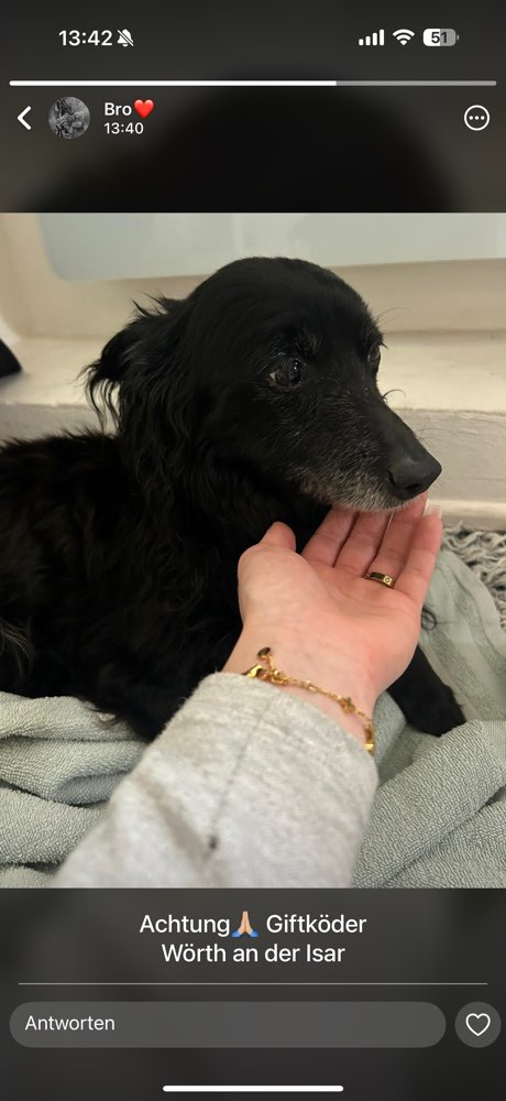 Giftköder-Giftköder-Profilbild