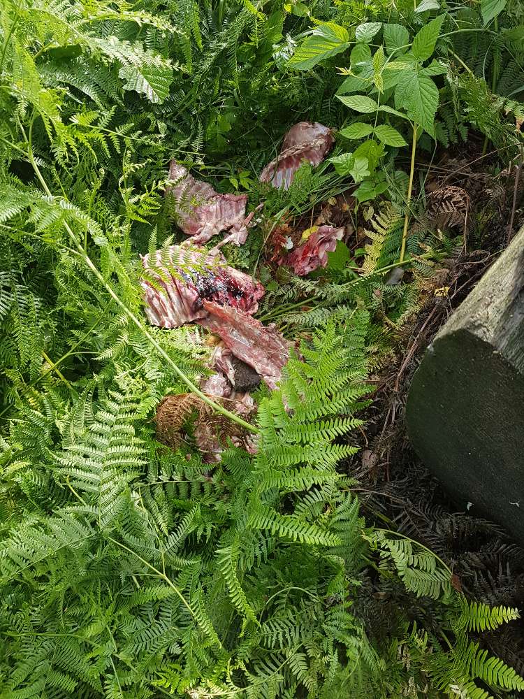 Giftköder-Tierkadaver-Profilbild