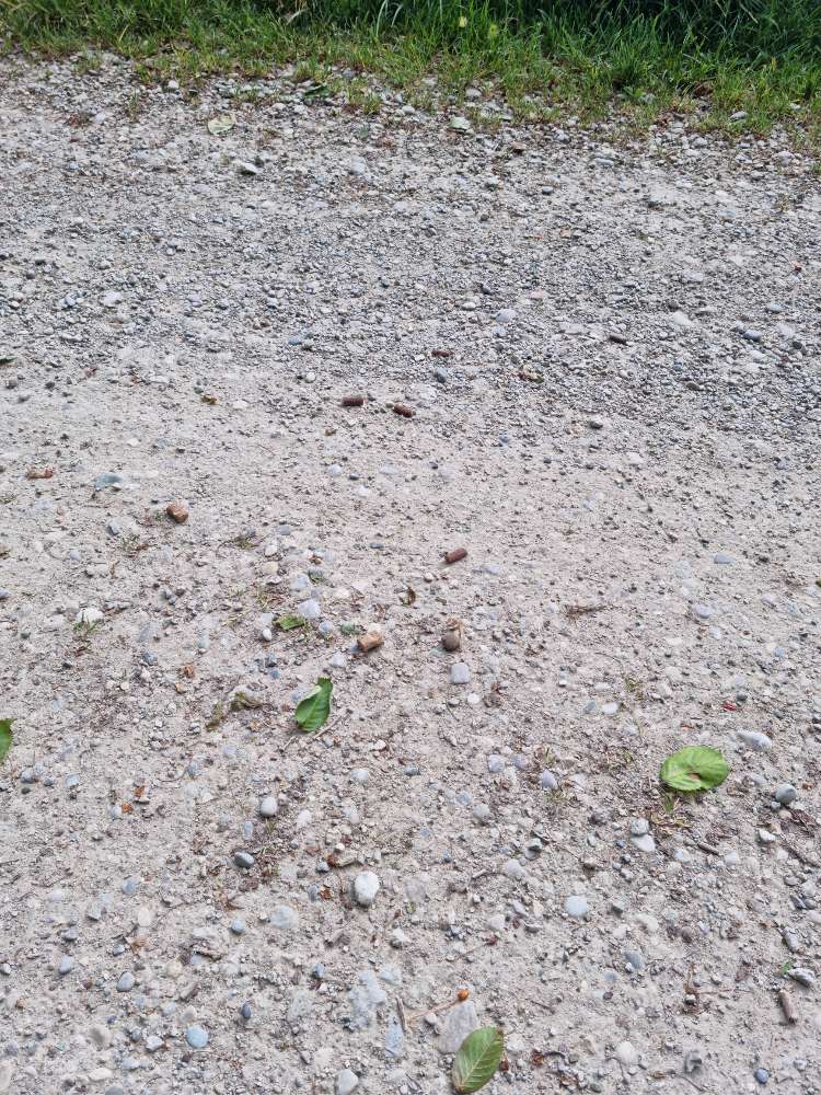 Giftköder-Leckerlies am Weg verstreut-Profilbild