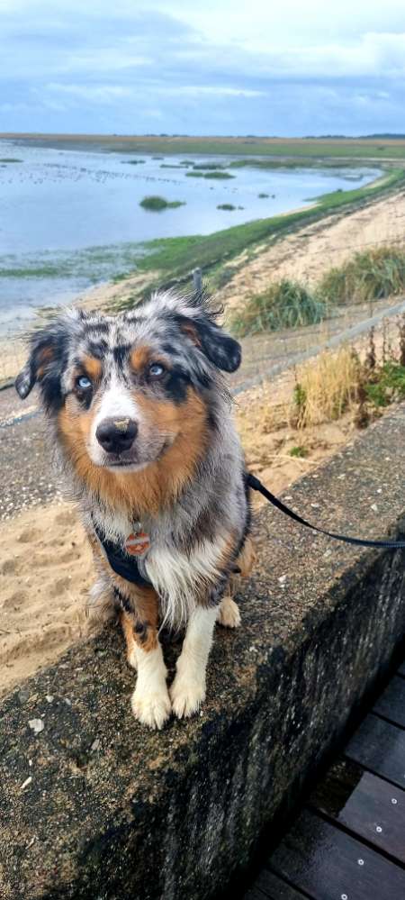 Hundetreffen-Spielpartner /Gassirunden Partner gesucht.-Profilbild