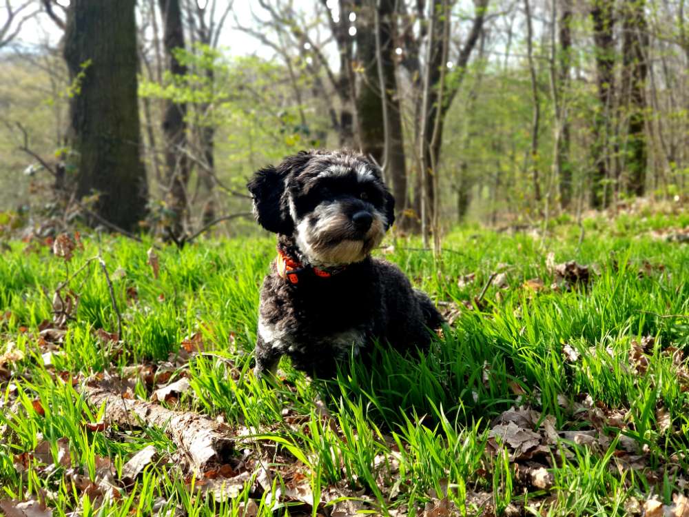 Hundetreffen-Spieltreffen, aber "auf Augenhöhe"-Profilbild