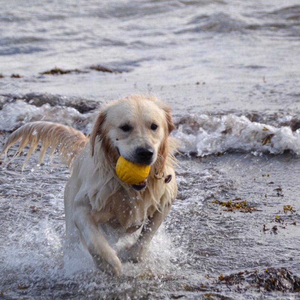 Hundetreffen-Spaß am Strand-Profilbild