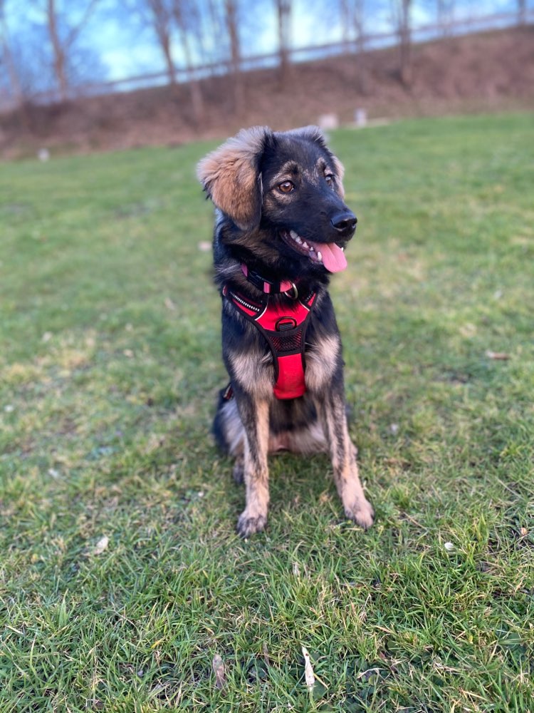 Hundetreffen-Training für Anuk-Profilbild