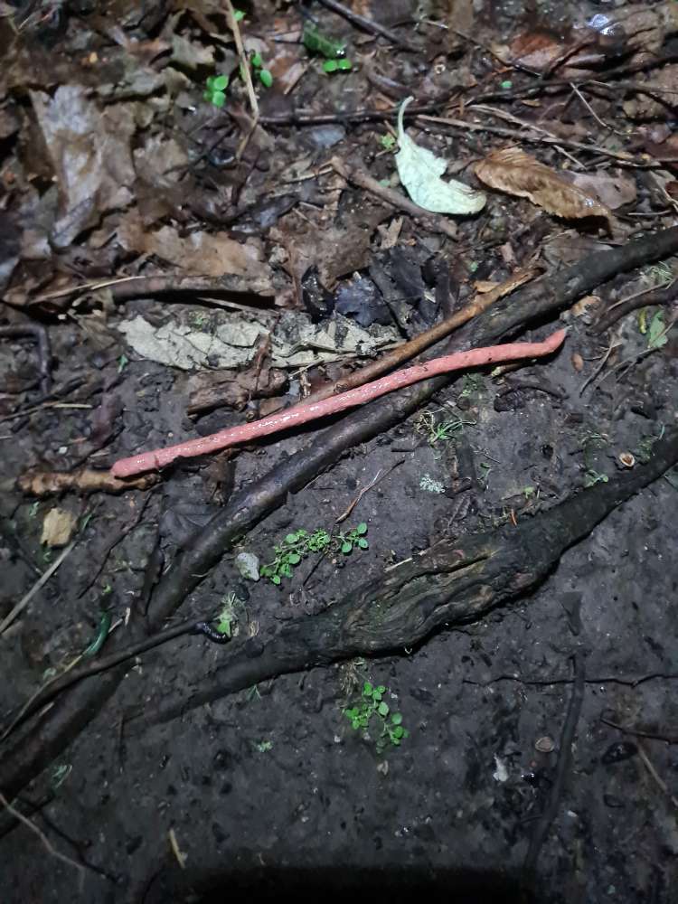 Giftköder-Salamistangen-Profilbild