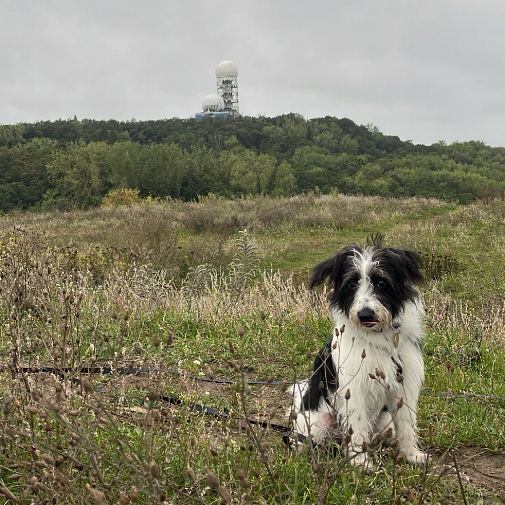 Hundetreffen-Social Walks und Training-Profilbild