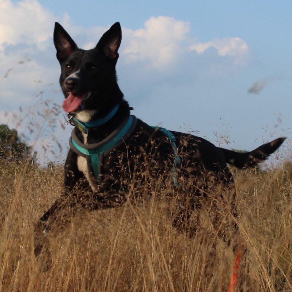 Hundetreffen-Sozialwalk im Heidekreis und Umgebung-Profilbild